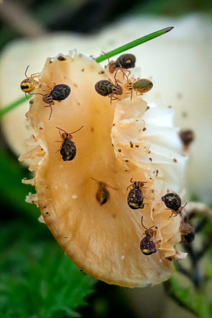Springstaarten aan het opruimen