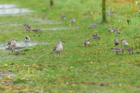 Gevlekte vogels foerageren op een nat, groen veld, omringd door gras en een hek.