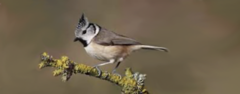 Een kuifmees zit op een met mos bedekte tak met een effen, wazige achtergrond.