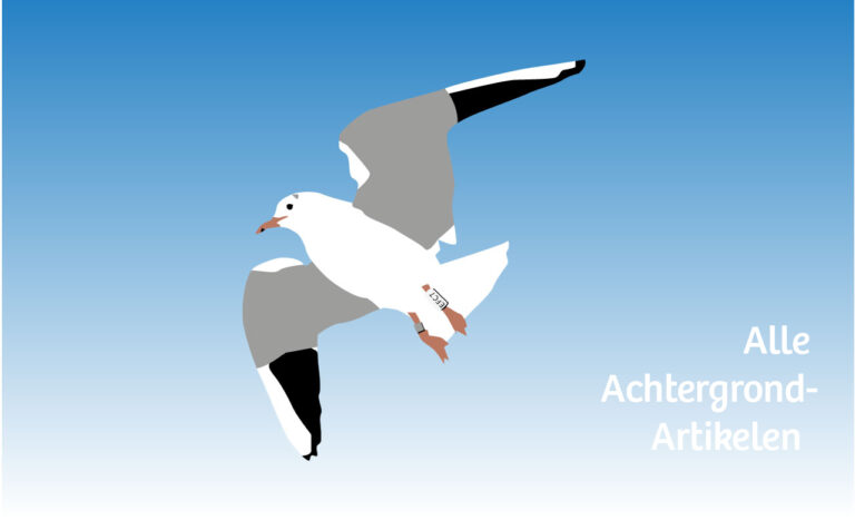 Illustratie van een vliegende meeuw tegen blauwe lucht met de tekst "Alle Achtergrond-Artikelen".