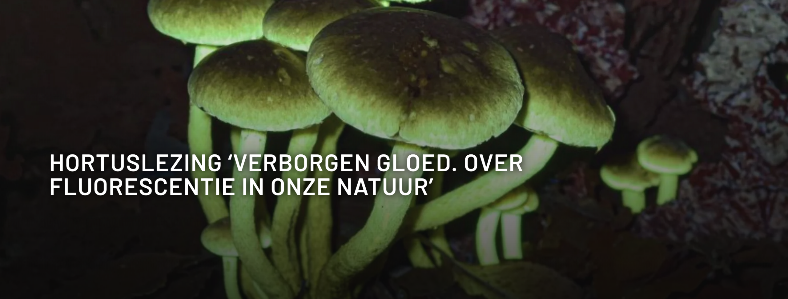 Groene, fluorescerende paddenstoelen in een donkere omgeving met tekst over een lezing over natuurfluorescentie.