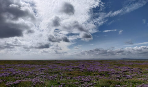 Veld vol paarse bloemen onder een bewolkte, blauwe lucht met verspreide wolken.