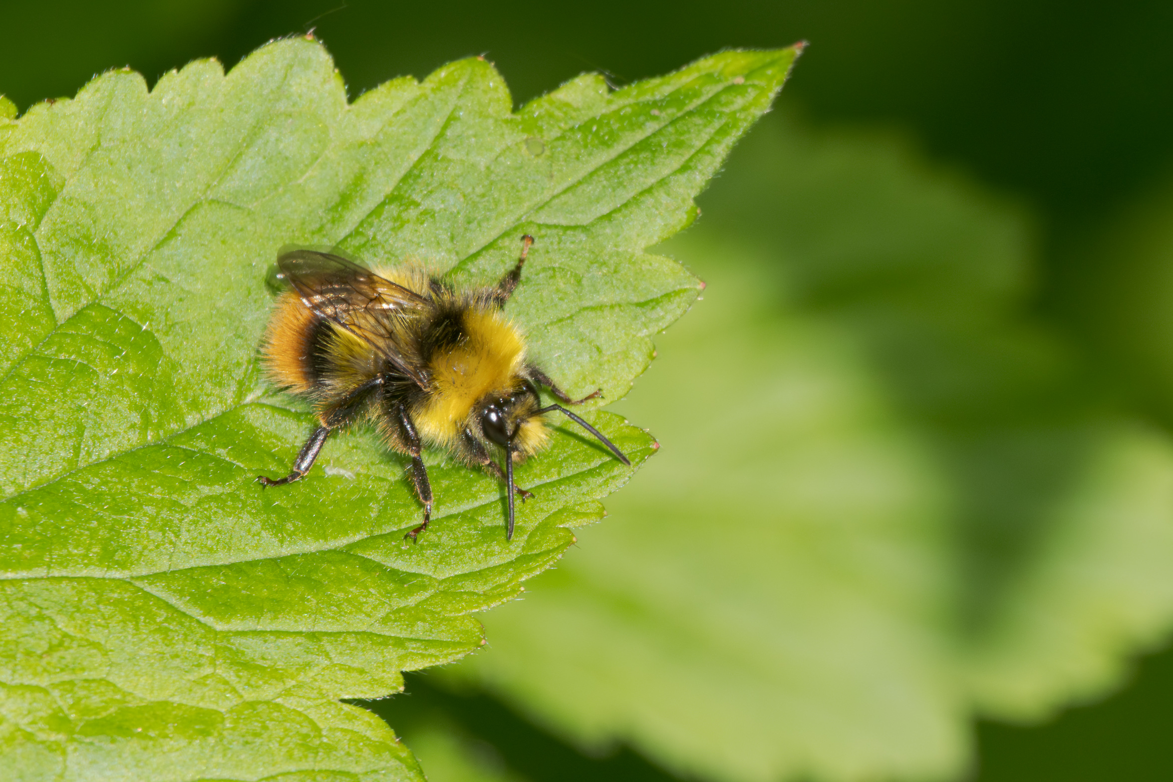 Hommel op een groen blad, met scherp zichtbare harige details en vleugels.