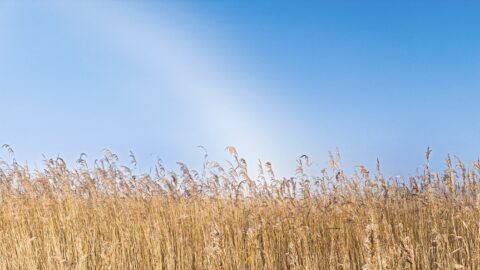 Rietplanten zwaaien onder een heldere blauwe hemel met een licht waas van stralen.