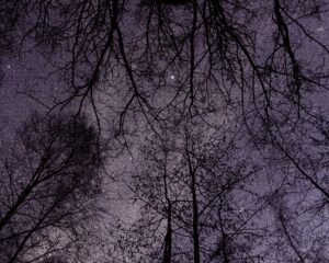 Kale boomtakken silhouet tegen sterrenrijke paarse nachtelijke hemel.