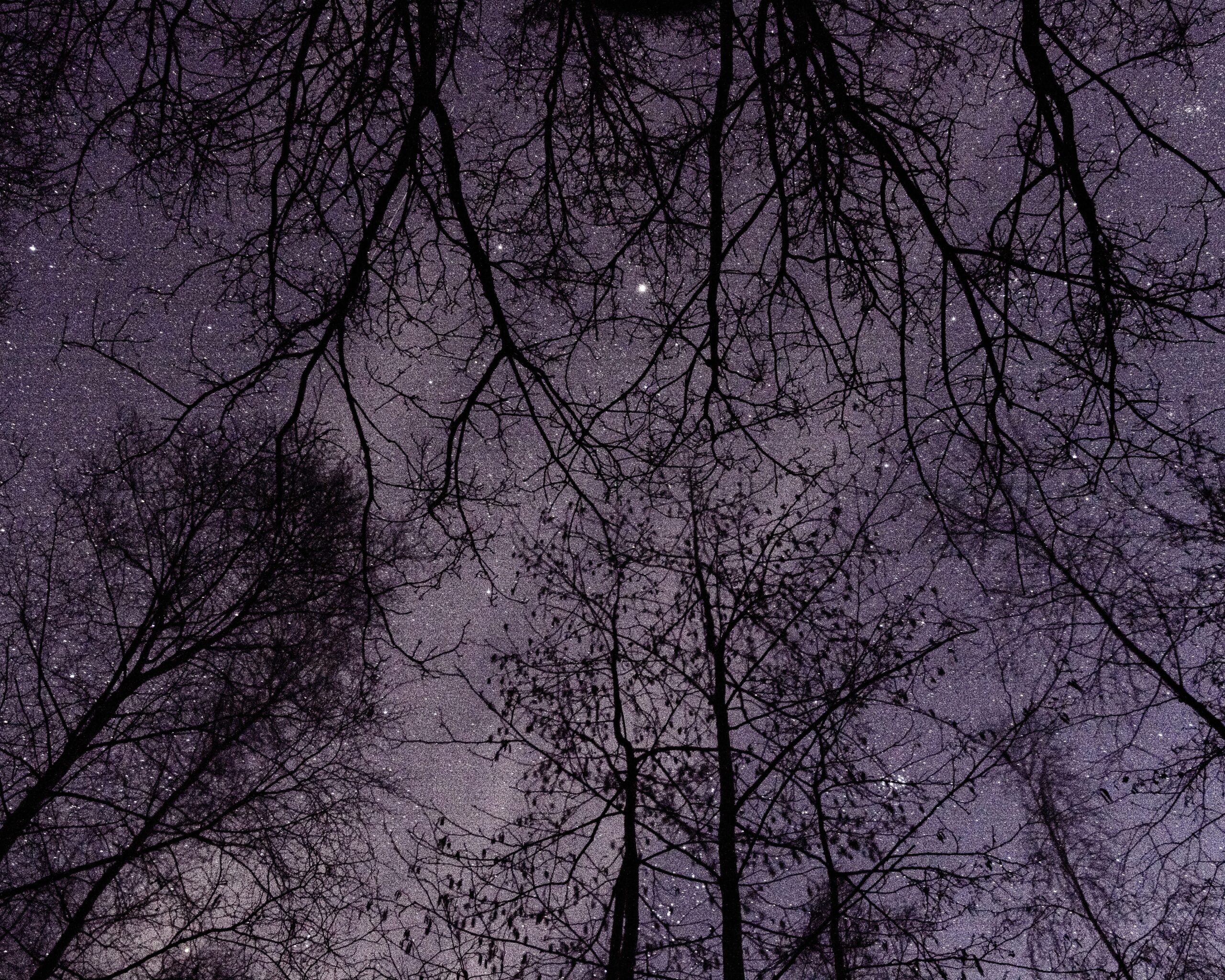 Kale boomtakken silhouet tegen sterrenrijke paarse nachtelijke hemel.