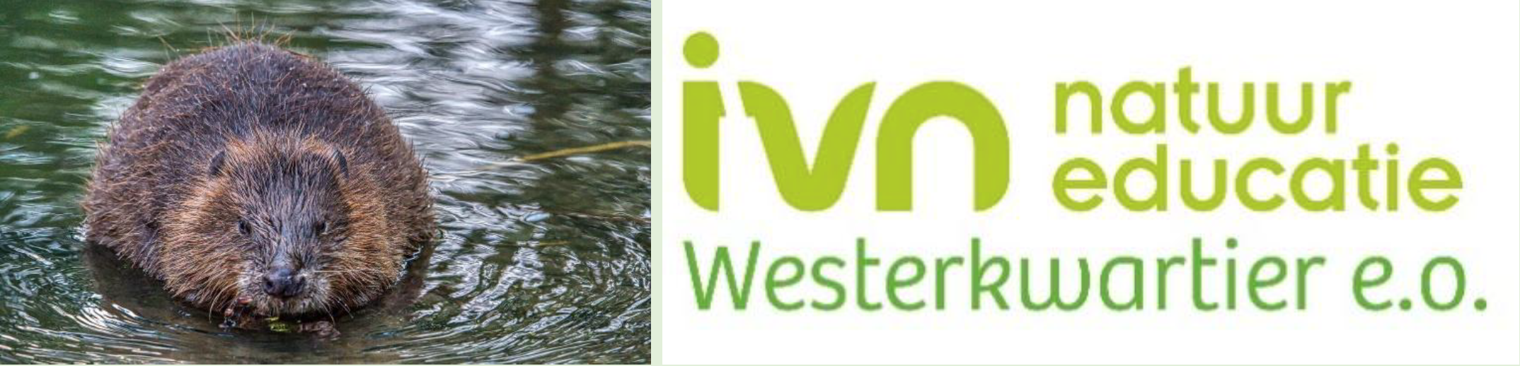 Onderschrift voor schermlezers: Een bever in het water naast het logo van IVN Natuureducatie Westerkwartier.