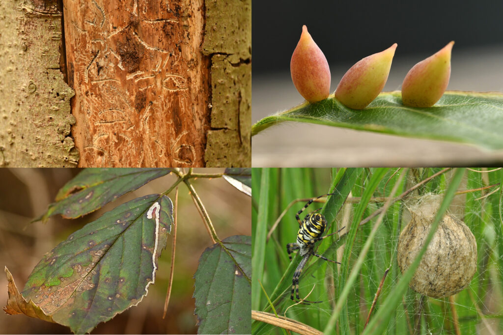 dierensporen van verschillende insecten