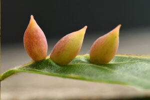 Drie rode gallen op een groene bladnerf tegen een onscherpe achtergrond.