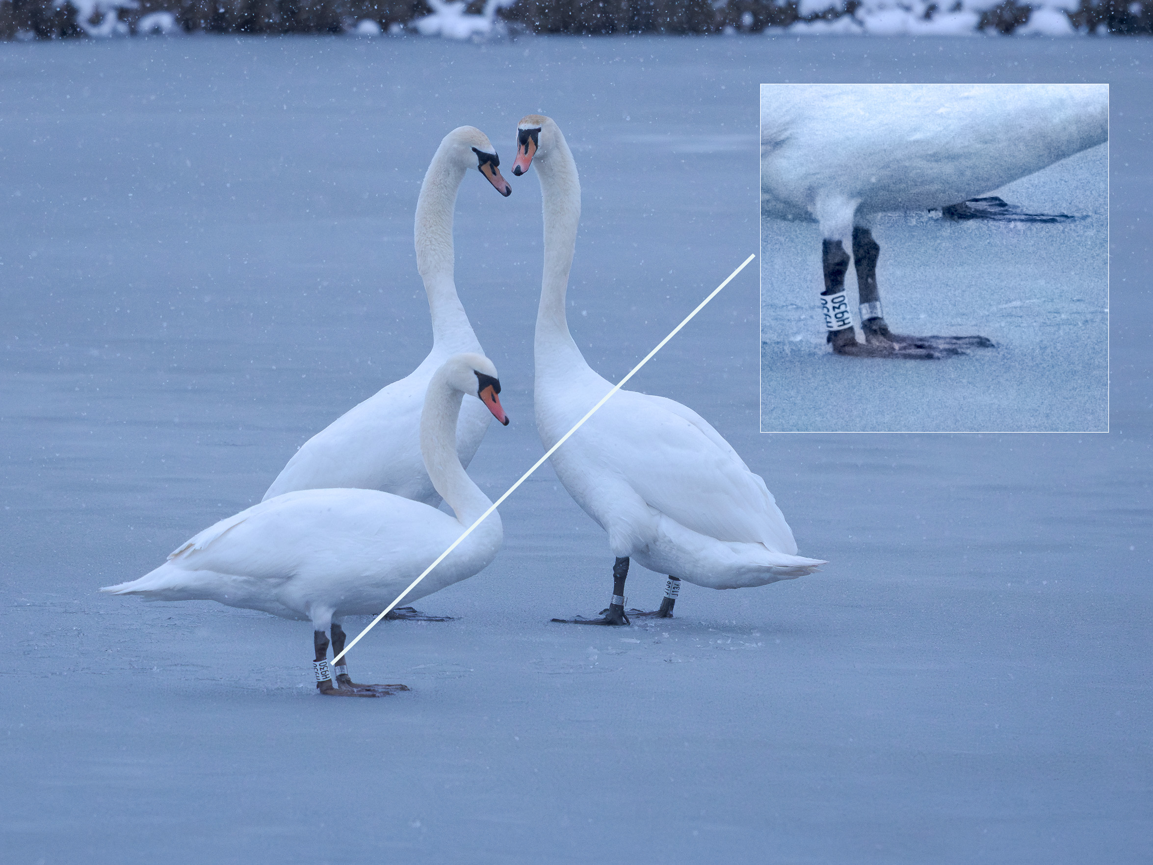 geringde knobbelzwanen op het ijs, ring uitvergroot