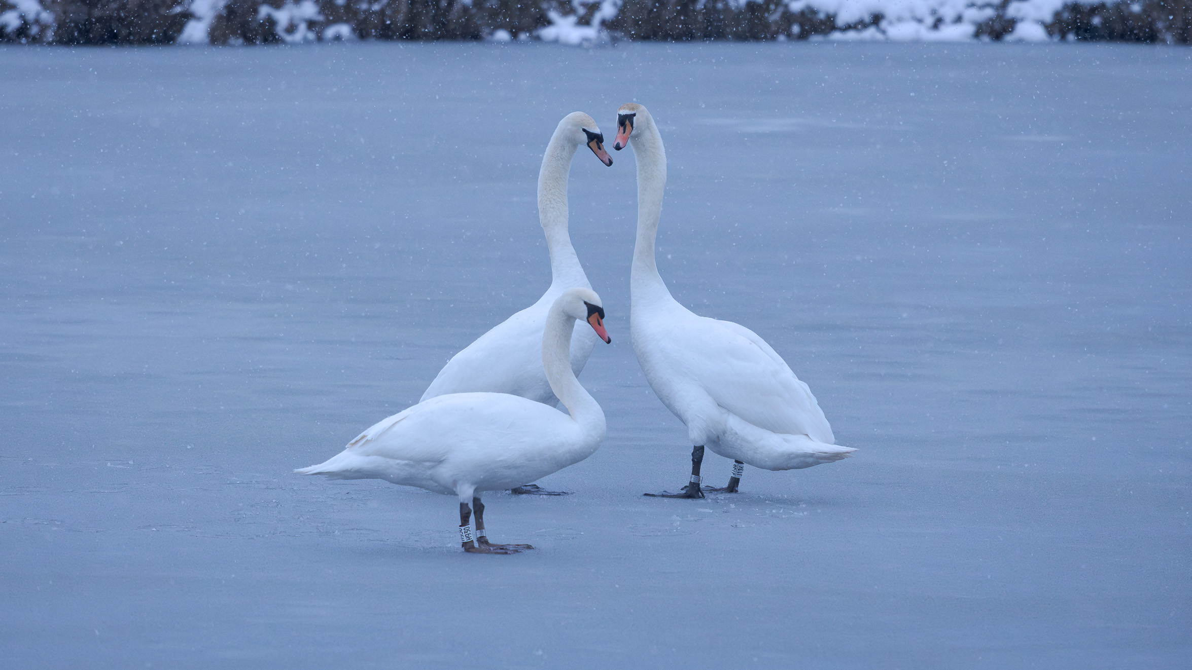 Drie zwanen staan op een bevroren meer bij lichte sneeuwval.