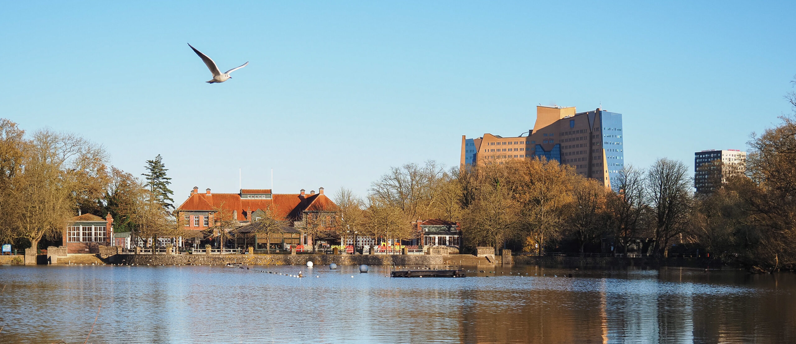 Vlucht van een meeuw over een meer met een gebouw en bomen op de achtergrond.