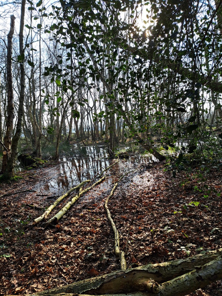 Bos met zonlicht op waterplas en omgevallen takken, omgeven door kale bomen en groen blad.