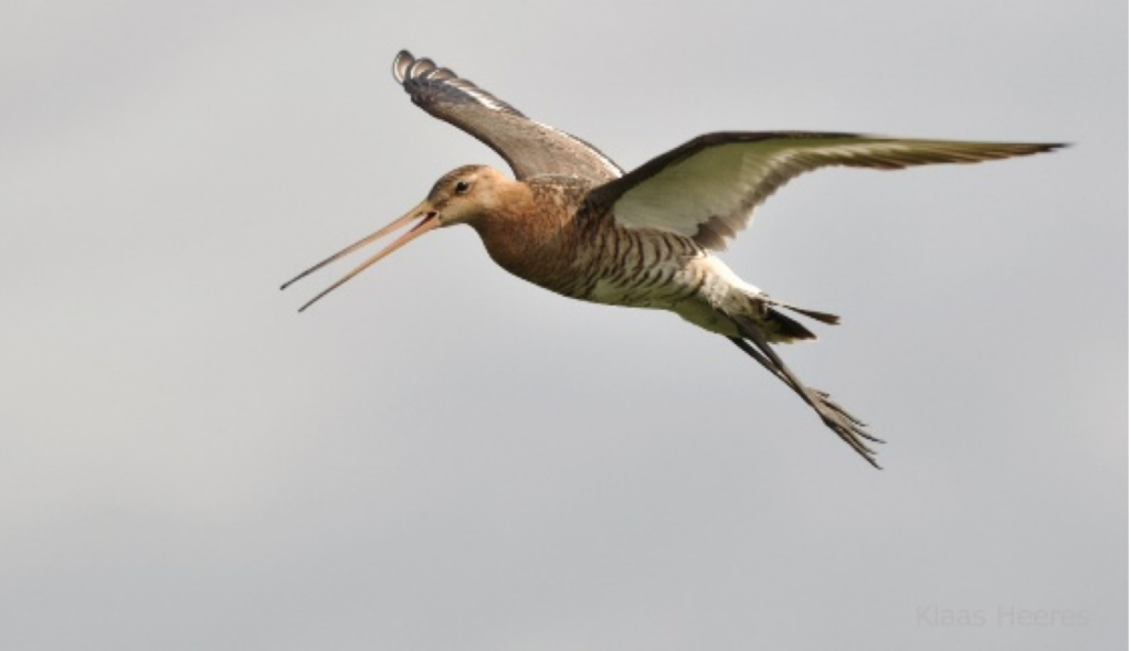 vliegende grutto
