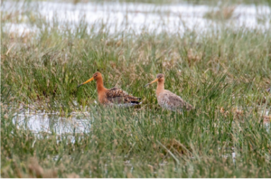 Twee grutto's staan in een waterrijke grasvlakte.