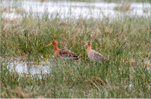 Twee grutto's staan in een waterrijke grasvlakte.