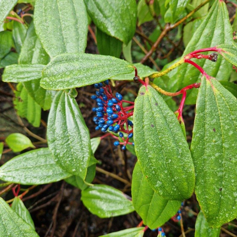 Groene bladeren met clusters van glanzende, blauwe bessen en rode stengels.