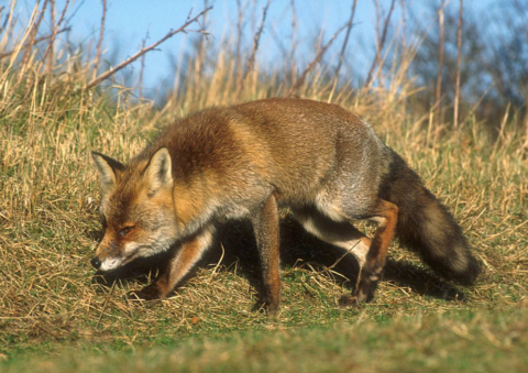 Een vos sluipt door droog grasland onder een blauwe lucht.