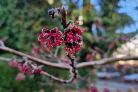 Twijg met rode bloemen in bloei tegen een wazige achtergrond van groene bladeren.