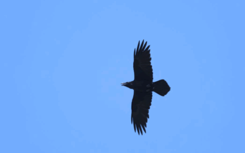Een raaf vliegt tegen een blauwe lucht met gespreide vleugels.
