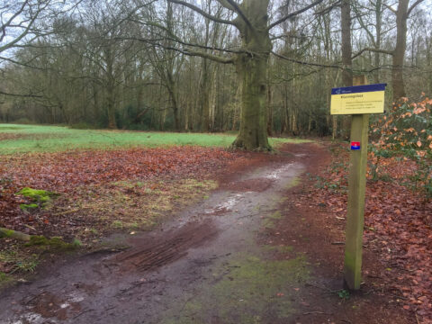 Bospad met bord 'Kluivingsbos' naast een grote boom, omringd door herfstbladeren.