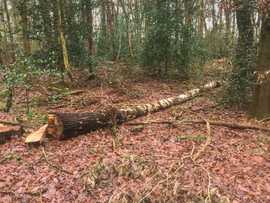 Kluivingbos Paterswolde, geschiedenis, oud bos