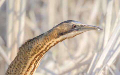 Close-up van een roerdomp met gestreepte veren, scherpe snavel, gelegen tegen een wazige achtergrond.