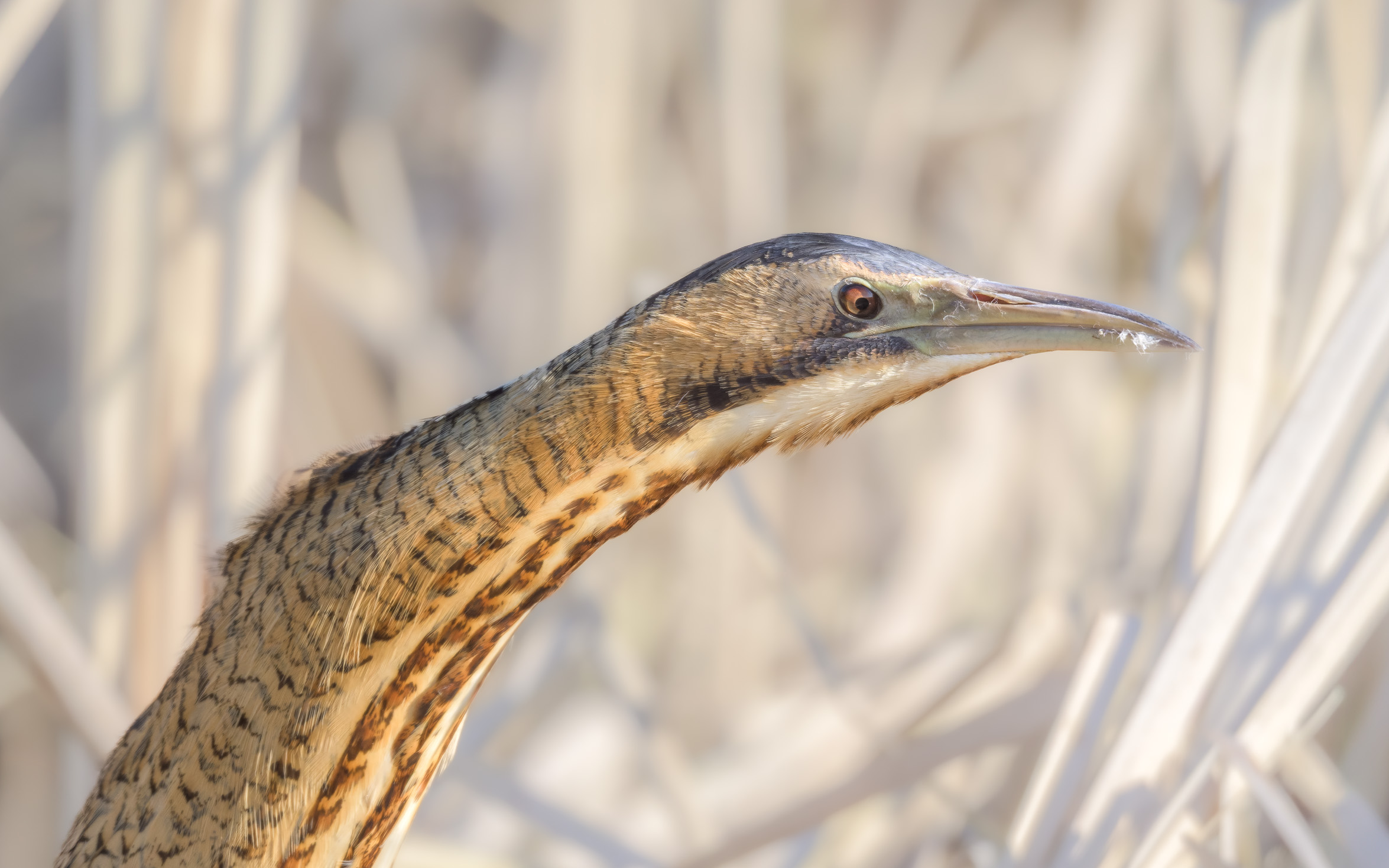 Close-up van een roerdomp met gestreepte veren, scherpe snavel, gelegen tegen een wazige achtergrond.