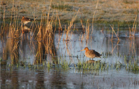 Vogel in een nat grasland, omringd door hoge grassen en weerspiegeld in het water.