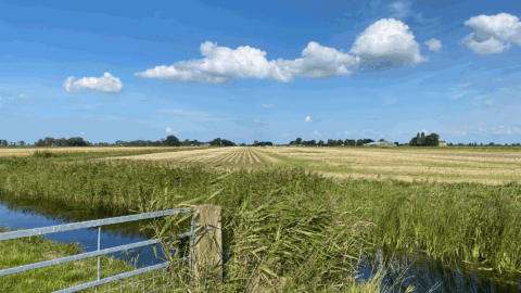 Landschap met velden, blauwe lucht, wolken, en een sloot met riet en hek op de voorgrond.