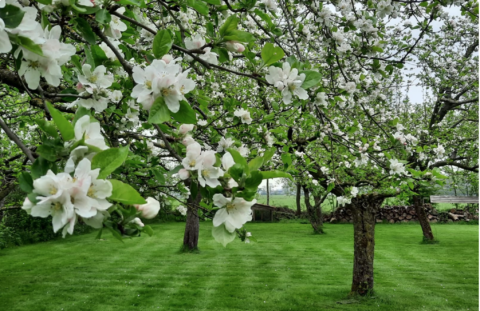 Bloeiende appelbomen in een groene, goed onderhouden tuin.
