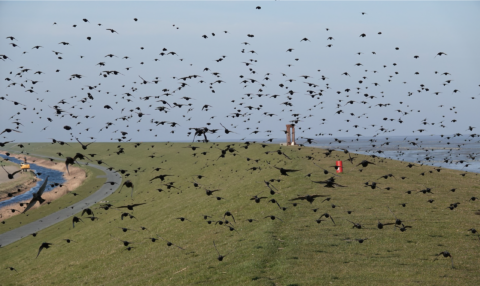 Een grote zwerm vogels vliegt over een groene dijk langs de kust.