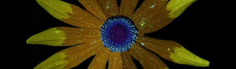Fluorescerende bloem met blauwe kern en gele bloemblaadjes tegen een zwarte achtergrond.