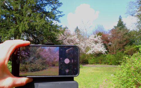 Hand houdt smartphone vast om bloeiende bomen in park vast te leggen.