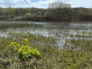 Moeraslandschap met bloeiende gele bloemen en gras bij een waterplas, omgeven door bomen.