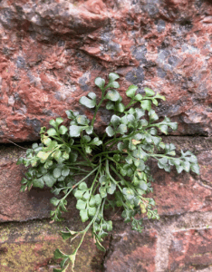 Groene varens groeien uit een ruwe, rode bakstenen muur.