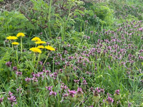 Gele paardenbloemen en paarse dovenetel in een groene weide.