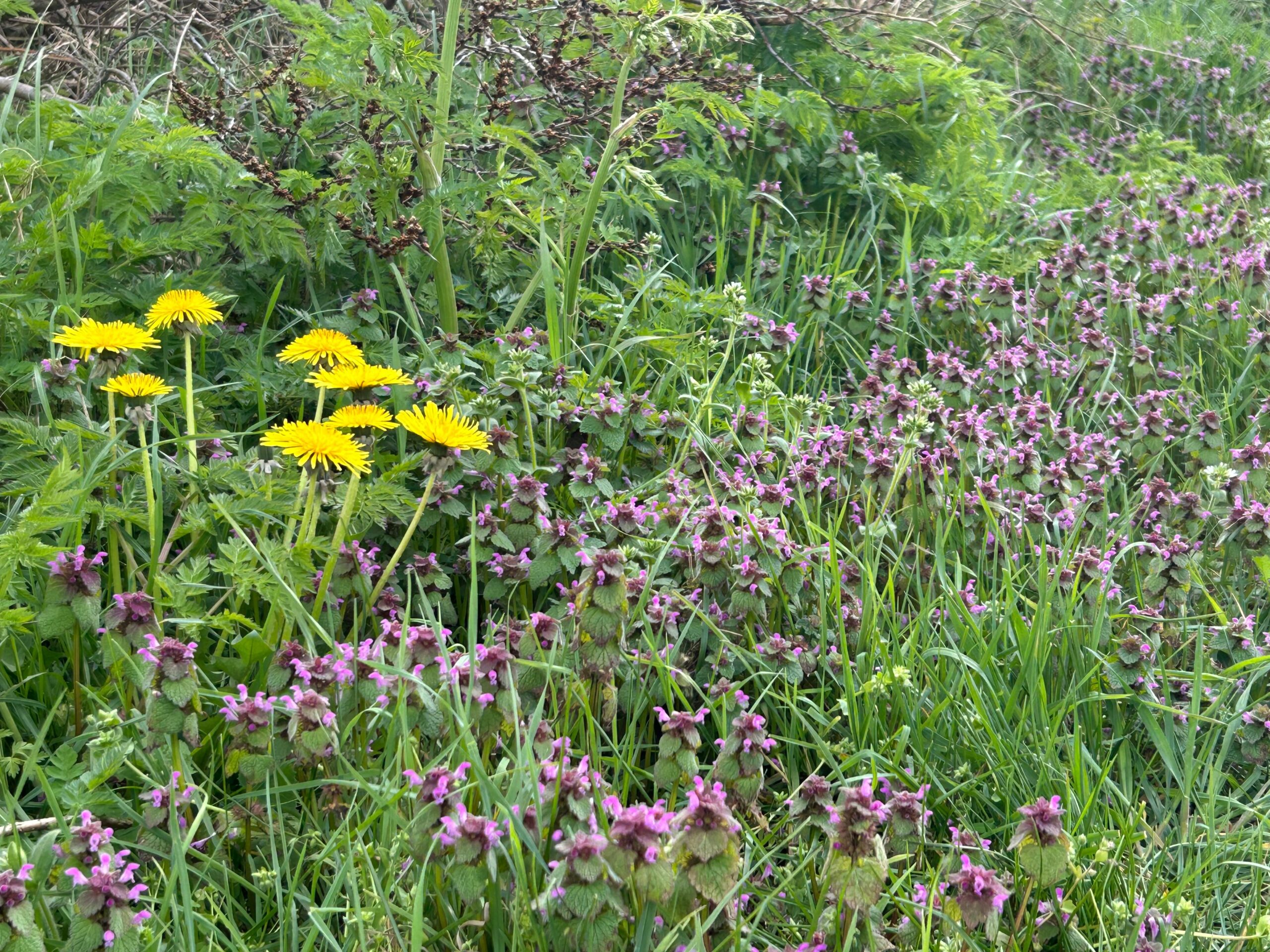 Gele paardenbloemen en paarse dovenetel in een groene weide.