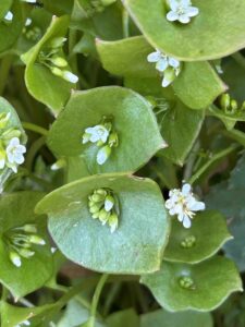 Groene bladeren met kleine witte bloemetjes, dicht op elkaar begroeid.