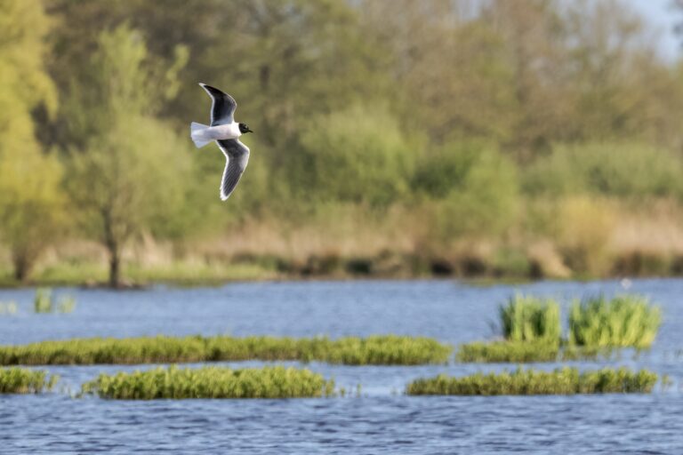 Zwevende meeuw boven een vijver met groene struiken in een bosrijke omgeving.