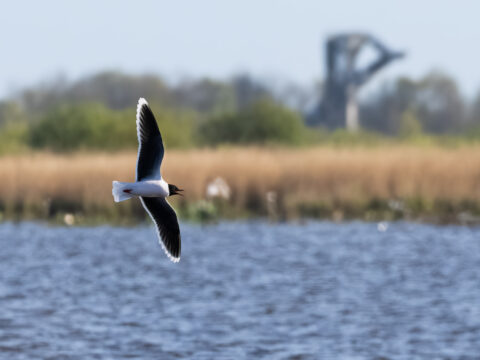Dwergmeeuwen in de Onlanden