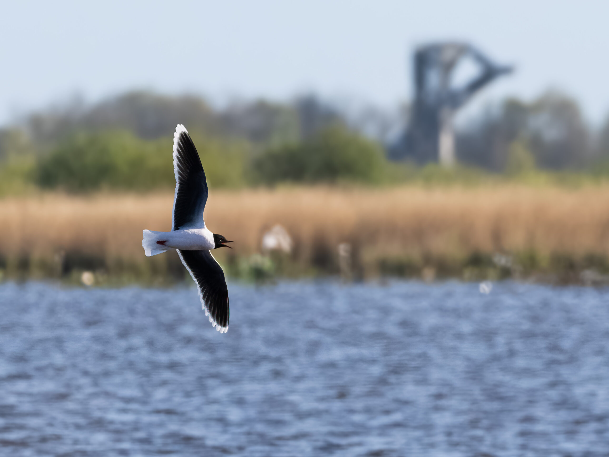 Dwergmeeuwen in de Onlanden