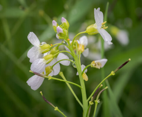 Witte bloemen met dauwdruppels op groene stengels, tegen een vage, groene achtergrond.
