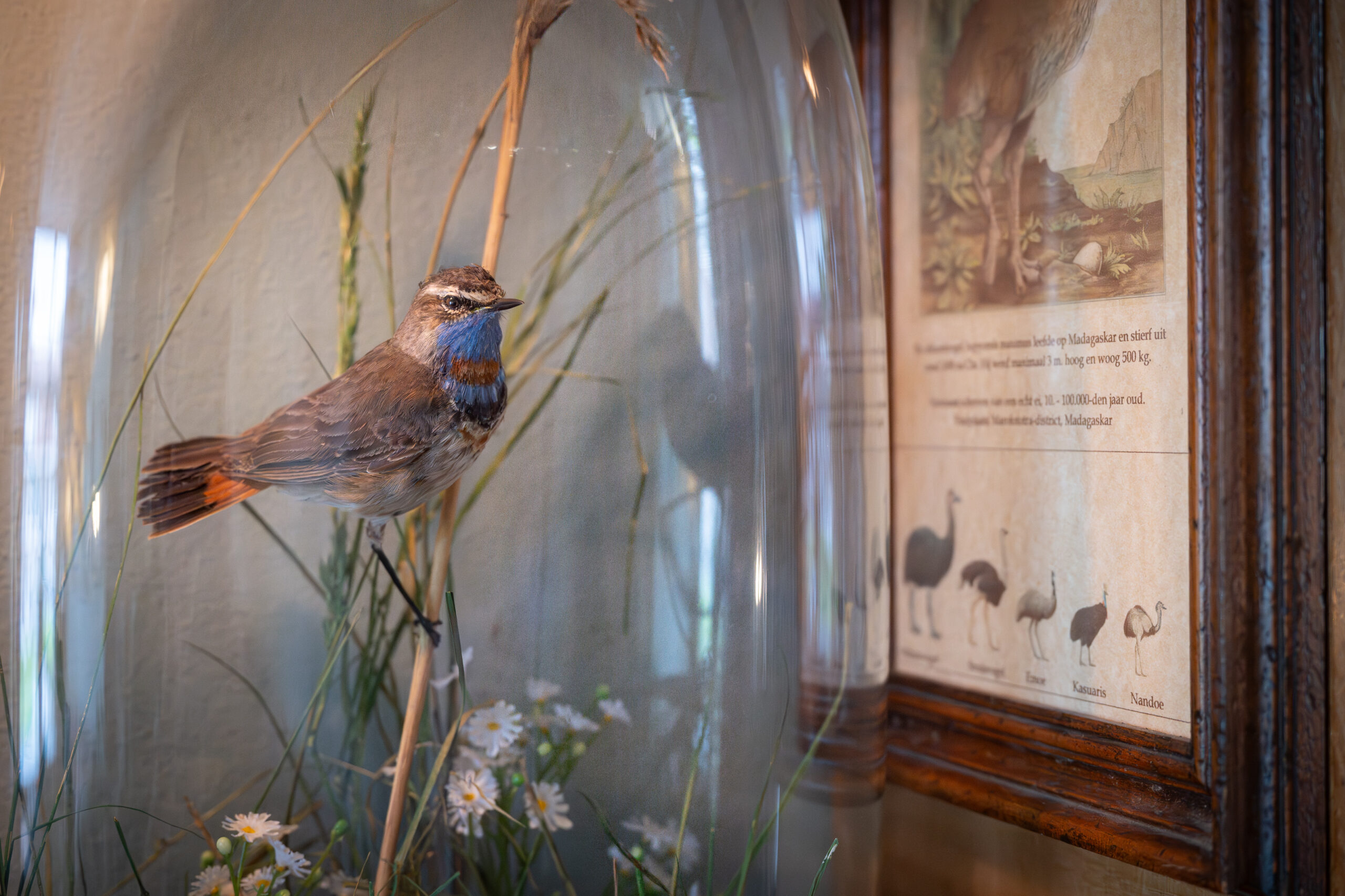 Rijk Natuurmuseum blauwborst Klaas Nanninga