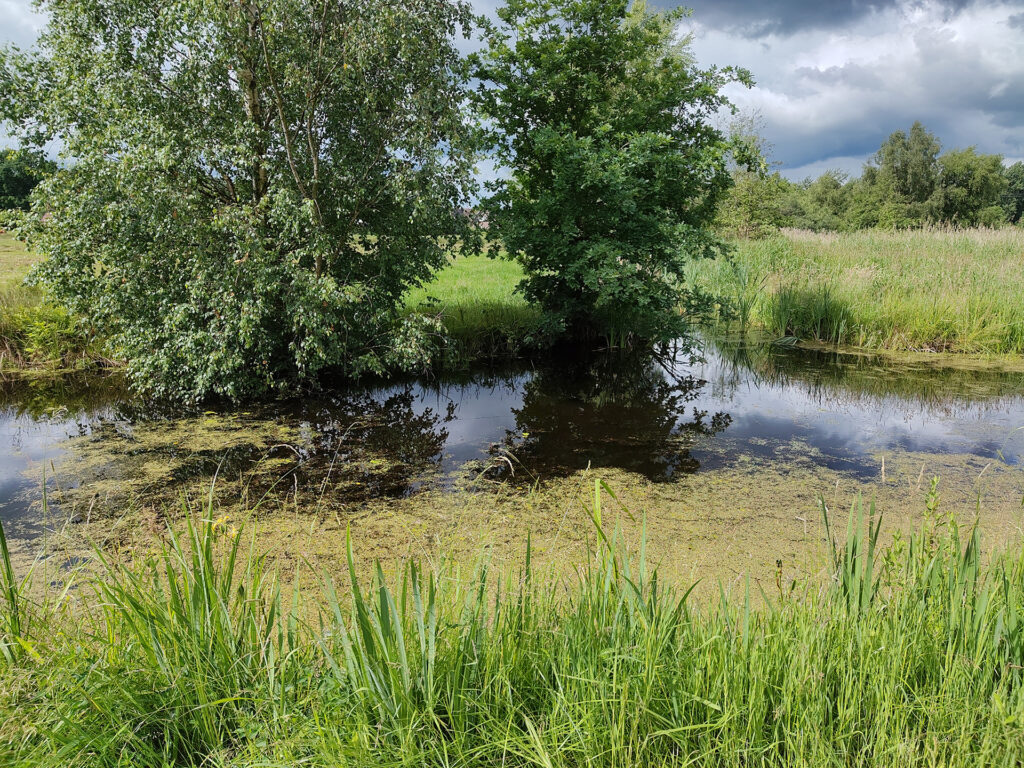 Vijver met groene algen, omringd door bomen en gras, onder een bewolkte hemel.
