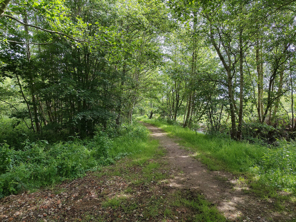 Bosrijk pad met groene bomen en struiken onder een heldere, zonnige hemel.