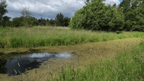 Kleine vijver omringd door dicht, groen gras en bomen onder bewolkte hemel.