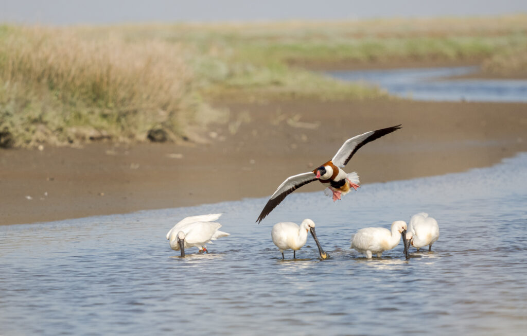 lepelaars fouragerend in een slenk op Schiermonnikoog, met bergeend