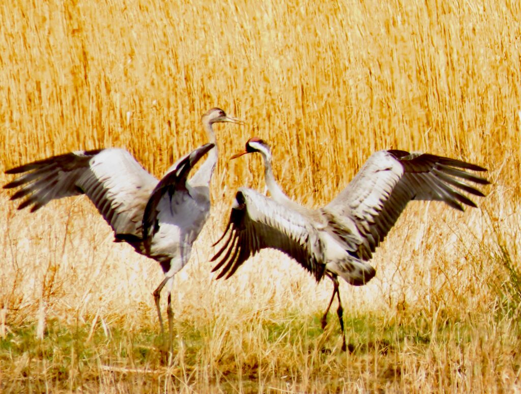 balts kraanvogels Fochteloërveen