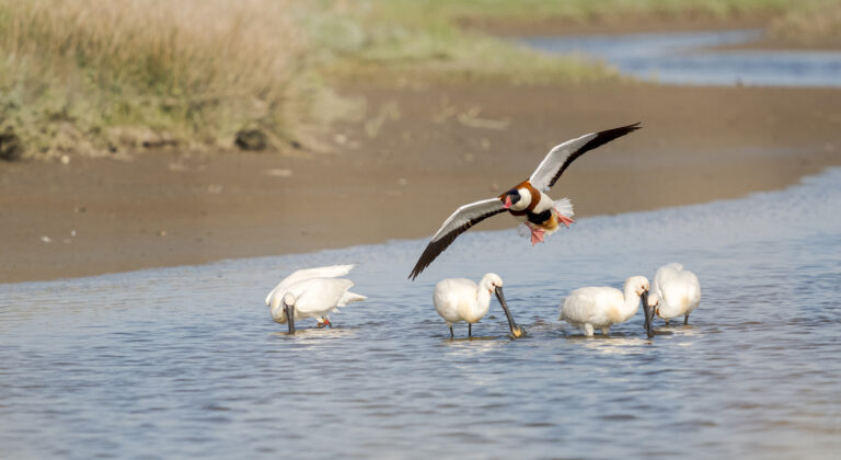 Vijf lepelaars zoeken eten in ondiep water; een vliegende eend passeert boven hen.